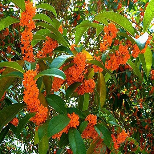 15 Graines d'Osmanthus Fragrans (Olive à thé parfumée)