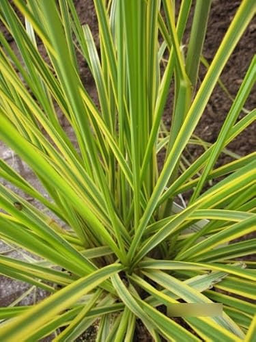 Cortaderia selloana Golden Comet - Pampasgras Golden Comet