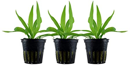 AquaOne Aquarium Pflanze 3 Stück Helanthium 'Quadricostatus' I Wasserpflanze Aquariumpflanze Rosette voll durchwurzelt einfach pflegeleicht Aquascaping Dekoration