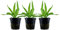 AquaOne Aquarium Pflanze 3 Stück Helanthium 'Quadricostatus' I Wasserpflanze Aquariumpflanze Rosette voll durchwurzelt einfach pflegeleicht Aquascaping Dekoration