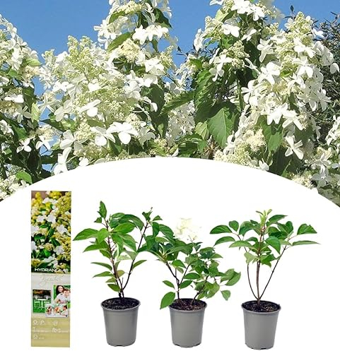 NatureNest, Hortensien, Hordernea Pan. 'Kyushu', 3 Stück, 30-38 cm, Gartenpflanzen, Blütenpracht