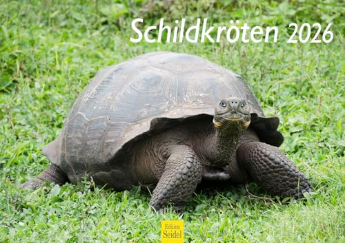 Edition Seidel Premium Kalender Schildkröten 2026 Format DIN A3 Wandkalender Tierkalender Schildkröte Reptilien Wildtiere