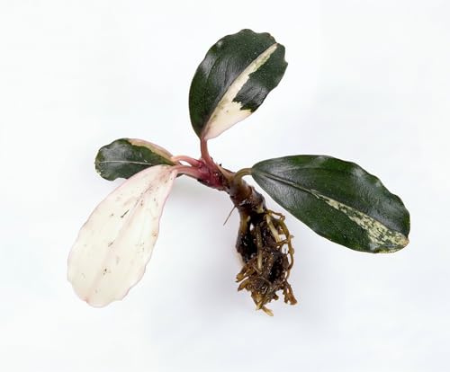 NatureHolic Bucephalandra sp. Variegata - Panaschierte Aufsitzerpflanze fürs Aquarium - Seltene Wasserpflanze - Deko für Aquascaping