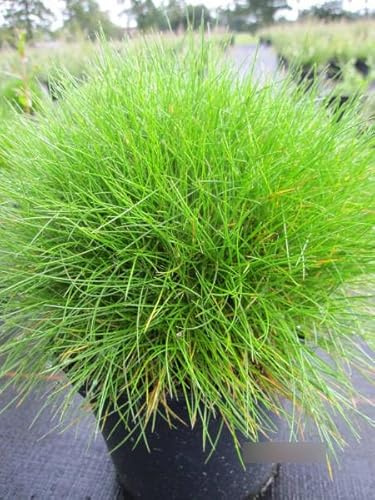 Festuca gautieri Teddybär - Bärenfellgras Teddybär