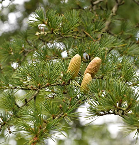Libanon-Zeder 40-60cm - Cedrus libani - lebende Gartenpflanze aus den Baumschulen