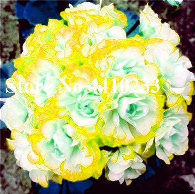 Ponak Semi Nuovo 30Pcs Geranio Pelargonium fiori per il giardinaggio bella mix giallo
