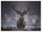 Ein majestätischer Rotwildhirsch atmet in der Winterluft aus Poster von Alex Saberi 70 x 50 cm Grau Wandbilder Wanddeko