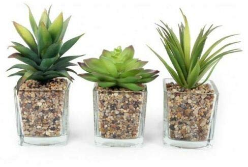 HoitoDeals 3Pcs Artificial Plants In Glass Pots with Stones Home Decoration Small Cactus Cacti Fake Faux Plant Succulent