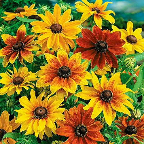 Welldales 50 Rudbeckia Seeds UK Coneflower Mixed Orange Yellow Red Dwarf Flower Packets