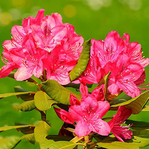 Azalee Winterhart Baum Samen - Rhododendron Pflanze - Balkon Pflanzen Blumensamen Geschenk Mini Garten Nachhaltige Produkte Wiesenblumen Bonsai Samen Bienenwiese 60 Stück