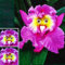 kiskick 100 Stück Papageiengesicht-Orchideensamen, duftende Pflanze, für Zuhause, Büro, Garten, Bonsai-Dekoration, Sameneinsparung und Anbautechniken Orchideensamen 100pcs