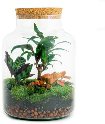 Jardín de botellas Milky – Terrario para plantas DIY – 30 cm de alto – con palmera dragón