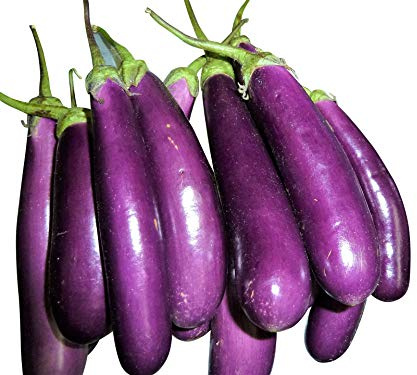 Riesen Aubergine 100 Samen -solanum melongena var. esculentum-