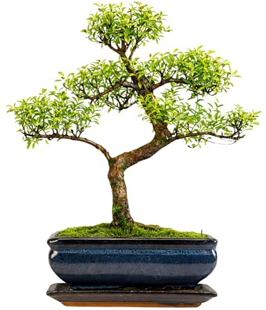 Syzygium Bonsai Tree – Fully Indoor Live Bonsai with Decorative Pot and tray – Easy Care Houseplant – Premium Quality