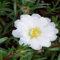 Moss Rose- Portulaca Grandiflora- White - 200 Samen