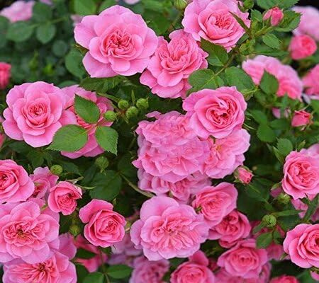 Nuovi semi di rose giganti da 80 pezzi per piantare e coltivare rossi