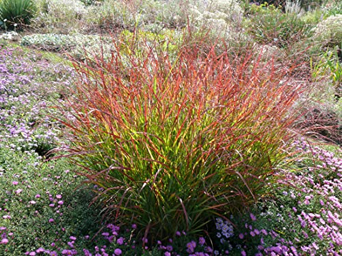 3 x Panicum virgatum 'Heiliger Hain' im 1 Liter Topf (Ziergras/Gräser/Winterhart/Mehrjährig/Staude/Stauden) Blaurote Rutenhirse - Eleganz, die den Garten erleuchtet - von Stauden Gänge