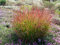 3 x Panicum virgatum 'Heiliger Hain' im 1 Liter Topf (Ziergras/Gräser/Winterhart/Mehrjährig/Staude/Stauden) Blaurote Rutenhirse - Eleganz, die den Garten erleuchtet - von Stauden Gänge