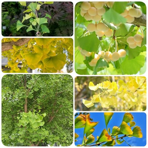 50 pz Semi di ginkgo da piantare, Le piante sempreverdi sono resistenti Ginkgo biloba, decorazione della pianta dell'albero bonzai giardino regalo di semi piante per luoghi soleggiati