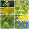 50 pz Semi di ginkgo da piantare, Le piante sempreverdi sono resistenti Ginkgo biloba, decorazione della pianta dell'albero bonzai giardino regalo di semi piante per luoghi soleggiati