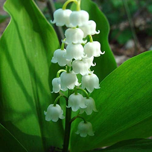 6 x Maiglöckchen weiß - Convallaria Majalis Topf 9x9cm: Duftende weiße Blüten, schattige Plätze, traditionell für Frühlingsgärten.