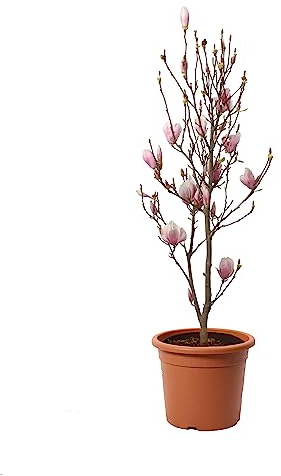 KENTIS - Magnolia x Soulangeana - Blühende Magnolie - Echte Pflanzen für Garten - Echte Balkon Pflanze - Heckenpflanze - H 60-80 cm Vaso Ø 24 cm