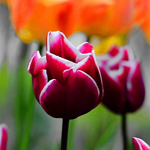 10pcs/bag Tulpe Samen Seltene Bonsai Blumensamen schöne gemischte Farbe Tulpen Topf ausdauernde Hausgärten Tulpe Pflanzen 2