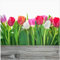 Wallario Glasbild Rote weiße und Pinke Tulpen im Frühling - 55 x 55 cm Wandbilder Glas in Premium-Qualität: Brillante Farben, freischwebende Optik
