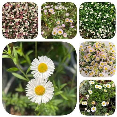 600 pz semi di margherita spagnola, piante da giardino piante invernali per giardino semi di erigeron karvinskianus, mini giardino serra balcone semi di prato d' semi di giardino
