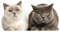 Katzen Fensterbild Fensterfolie - lebensecht groß - wandtattoo Fenster Aufkleber statisch haftend Vogel-Schutz selbstklebend wiederablösbar - dv1110