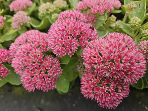 Hohes-Fettblatt Sedum 'Herbstfreude' 6 Pflanzen Ø9 cm 10-25 cm | winterhart, bienenfreundlich, für Beet und Kübel, robuster Wuchs