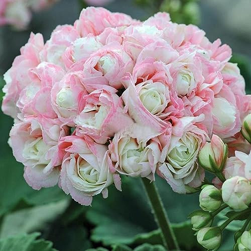 20 Pz Geranio Pelargonium Semi Di Fiori In Vaso Balcone Home Garden Decor Pianta Per Piantare Giardino