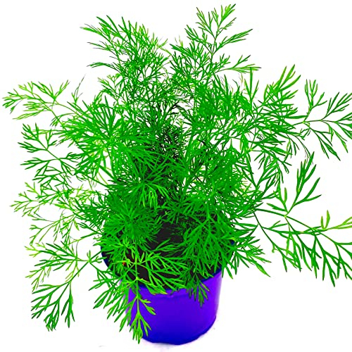 Dill Pflanze Anethum graveolens Kräuter Pflanzen 4stk.