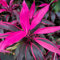 Cordyline Tango di Alta Qualità | Pianta Cavolo Sempreverde per Casa Ufficio 30-40 cm