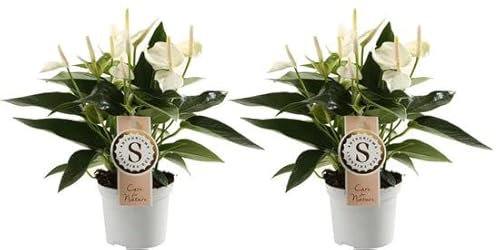Anthurium Blanco | Pack 2 Plantas | Flores Blancas | Plantas de Interior | Plantas Naturales