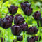 10 Pcs Tulpenzwiebeln Kaufen - Tulipa Gesneriana - Tulpen Zwiebeln, Nachhaltige Geschenke, Pflanzen Deko Tulpenzwiebel, Blumenzwiebeln Tulpen, Blumenzwiebeln Frühblüher, Hydrokultur