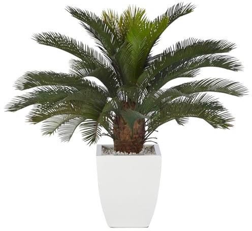 Sago Palm Zwiebeln, Palmen, Winterharte Stauden,Topfpflanzen, Palmfarne,Blumenzwiebeln, Freilandpflanzen,Zimmerpflanzen, Sagopalmen, Friedenspalmen-5zwiebeln-B