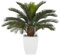 Sago Palm Zwiebeln, Palmen, Winterharte Stauden,Topfpflanzen, Palmfarne,Blumenzwiebeln, Freilandpflanzen,Zimmerpflanzen, Sagopalmen, Friedenspalmen-5zwiebeln-B