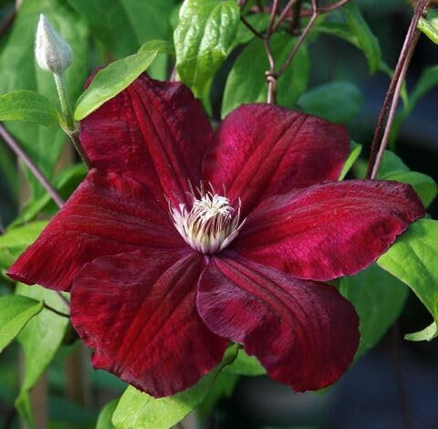 85pieces red Clematis Flower Seeds