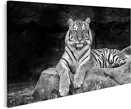 islandburner Bild auf Leinwand Tiger Liegt Auf Stein Schwarz-Weiß Bilder Wandbilder Poster