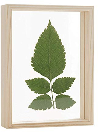 Double Sided Acrylic Glass Plant Photo Frame Plant Specimen Wood Frame for Dried Flower Plants Room Desktop Decoration Light Wood