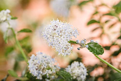 Ceanothus thyrsiflorus 'Repens' 40-60 cm – Winterhart, Immergrün, Mehrjährig – Kriechender Kalifornischer Flieder – Bodendecker für Garten & Hang