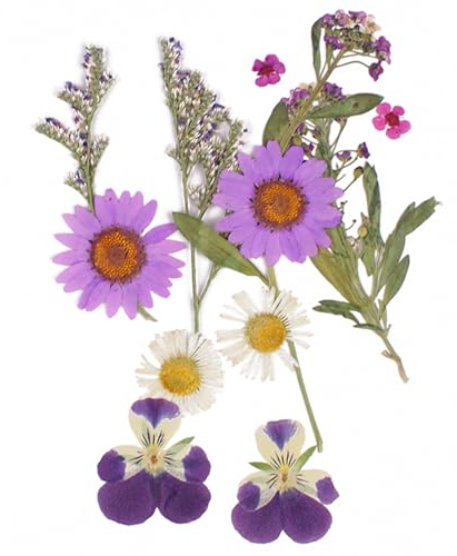 12 Stück Getrocknete Blumen DIY Gepresste Gemischte Blätter Gänseblümchen Echte Natürliche Deko Mehrfarbige Trockenblumen Klein für Kunst Basteln Harz Scrapbooking Handwerk Karten Machen-Stil 1
