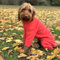 pet wiz Warm Four-Legged Dog Fleece – Super Soft, Weather-Resistant, Available in a Range of Sizes and Colours (Coral, Small)