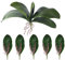 Lapyyne Phalaenopsis Orchideen BläTter KüNstliche Aussehende Wurzeln Latex Pflanzen GrüN Faux Blatt Anordnung,6 StüCk