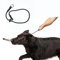 1 pcs Dog Collar Slip Collars for Dogs Training Collars for Dog Training Collar Round Nylon Rope Collars P-Collar No Pull Dog Chain for Small Medium Dogs (M, Black)