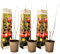 Plant in a Box - Punica Granatum - 3er Set - Granatapfelbaum obst pflanzen - Topf 9cm - Höhe 25-40cm