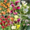 Calla zwiebeln,winterharte,calla lily,calla zwiebeln winterhart mehrjährig,calla outdoor,calla knollen angebot,calla pflanze knolle,calla pflanze echt,calla lily plants live.-2zwiebeln-A