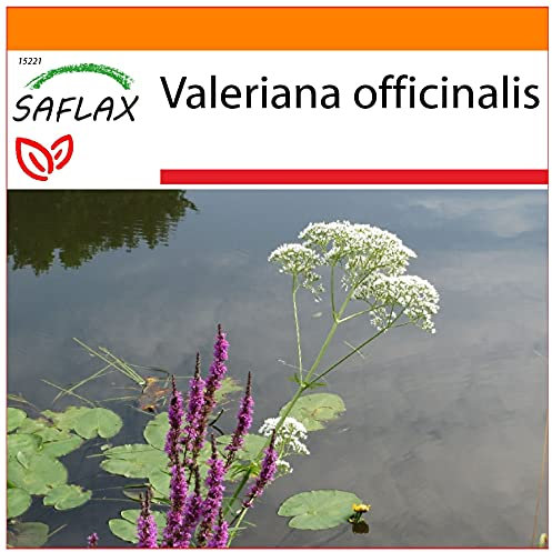 SAFLAX - Garden in the Bag - Heilpflanzen - Baldrian - 200 Samen - Mit Anzuchtsubstrat im praktischen, selbst aufstellenden Beutel - Valeriana officinalis