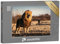 puzzleYOU: Puzzle 100 Teile „Einzelner Löwe mit königlichem Aussehen“ – aus der Puzzle-Kollektion Löwen, Safari, Raubtiere, Tiere in Savanne & Wüste